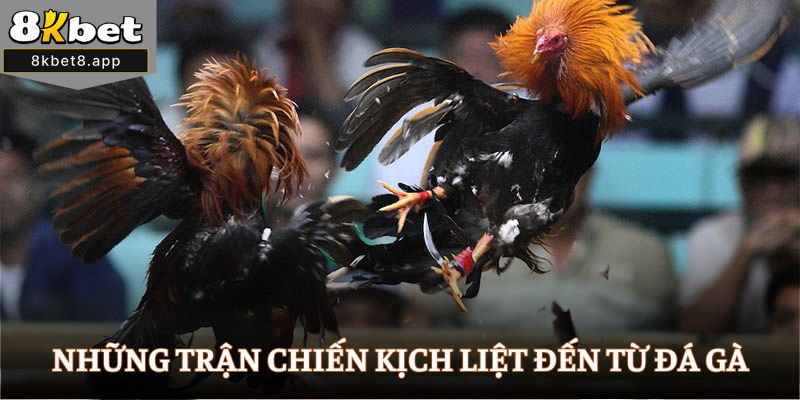 Những trận chiến kịch liệt đến từ Đá gà
